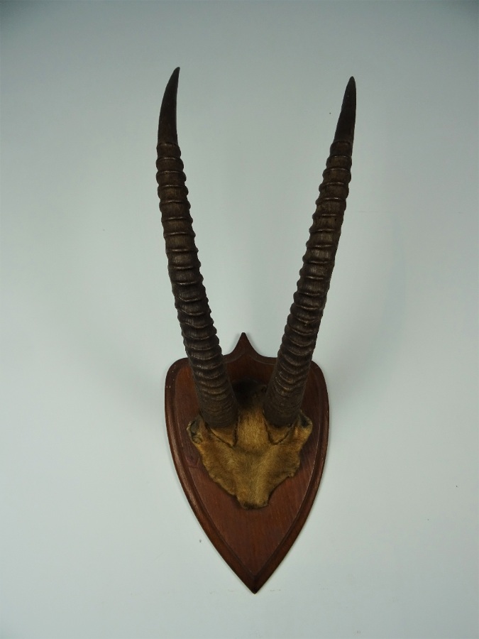 ANTIQUE TAXIDERMY SABLE ANTELOPE HORNS